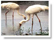 Bharatpur Bird Sanctuary