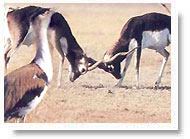 Desert National Park 